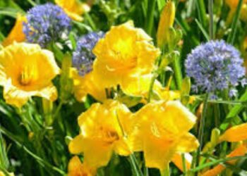 Creating a Low-Maintenance Summer Garden with Native Plants