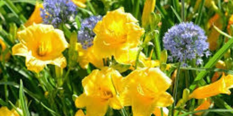 Creating a Low-Maintenance Summer Garden with Native Plants