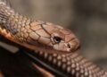Find Your Perfect Cobra Snake
