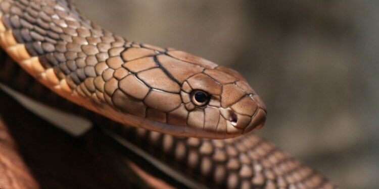 Find Your Perfect Cobra Snake