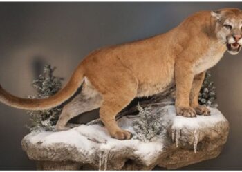 Taxidermy For Sale